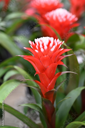 Picturesque blossoming of a beautiful Guzmania flower. © anjokan