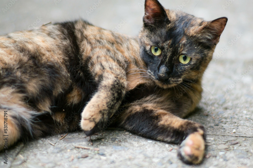 Obraz premium 地面に横たわって、リラックスして過ごす野良猫