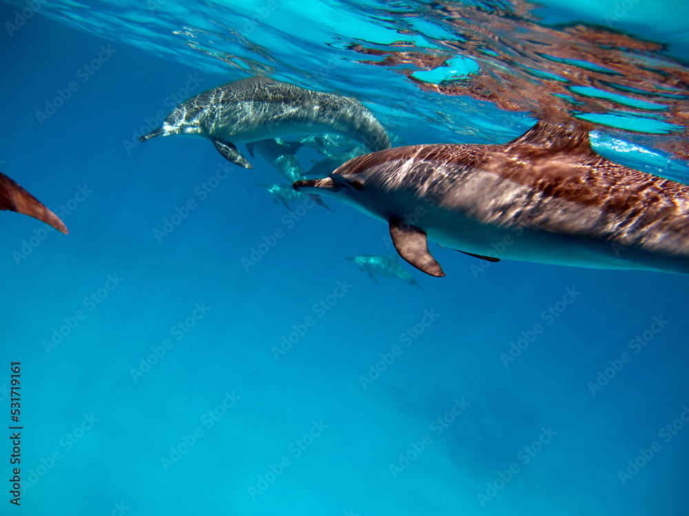 Fototapeta premium Dolphins. Spinner dolphin. Stenella longirostris is a small dolphin that lives in tropical coastal waters around the world. 