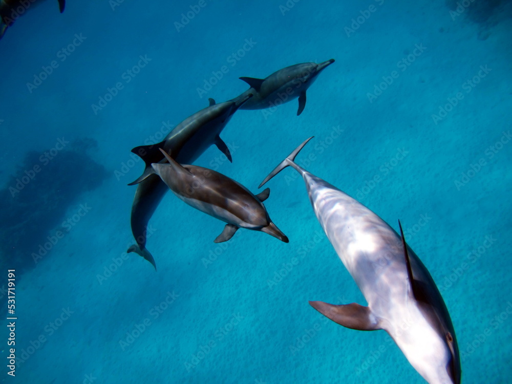 Obraz premium Dolphins. Spinner dolphin. Stenella longirostris is a small dolphin that lives in tropical coastal waters around the world. 
