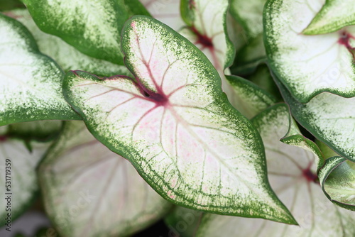 Caladium plant with beautiful heart shape leaves photo
