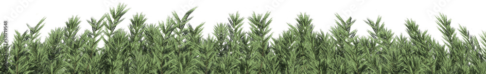 Image of a border of healthy green foliage Image of a border of healthy green foliage