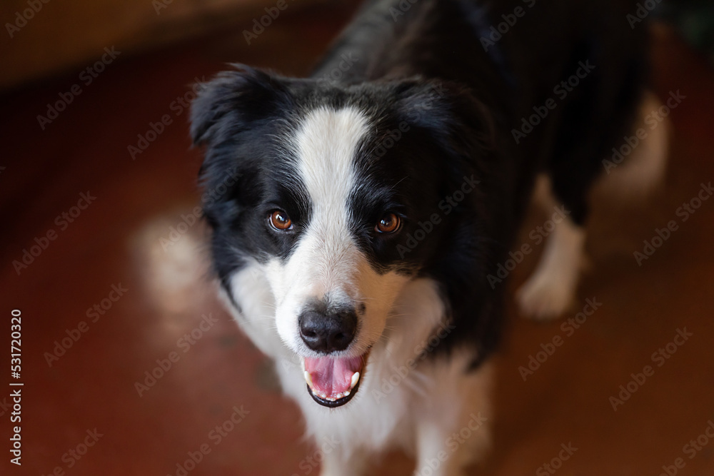 Fototapeta premium Funny portrait of puppy dog border collie indoors. Cute pet dog resting playing at home. Pet animal life concept
