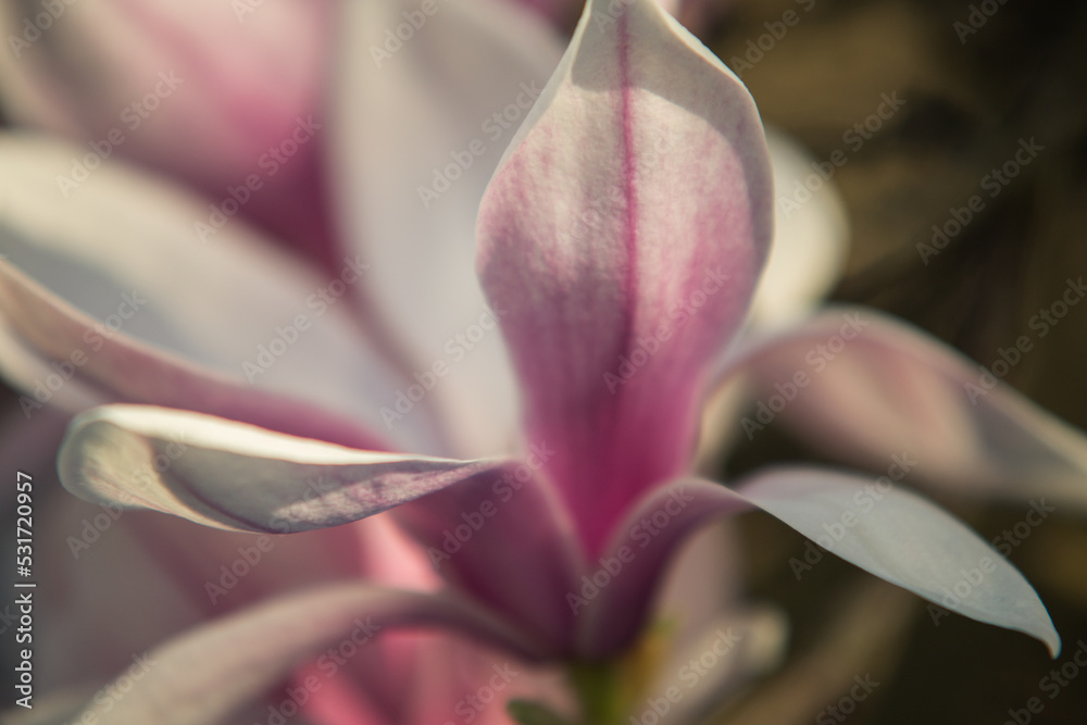 Magnolienblüte Magnolienblüte