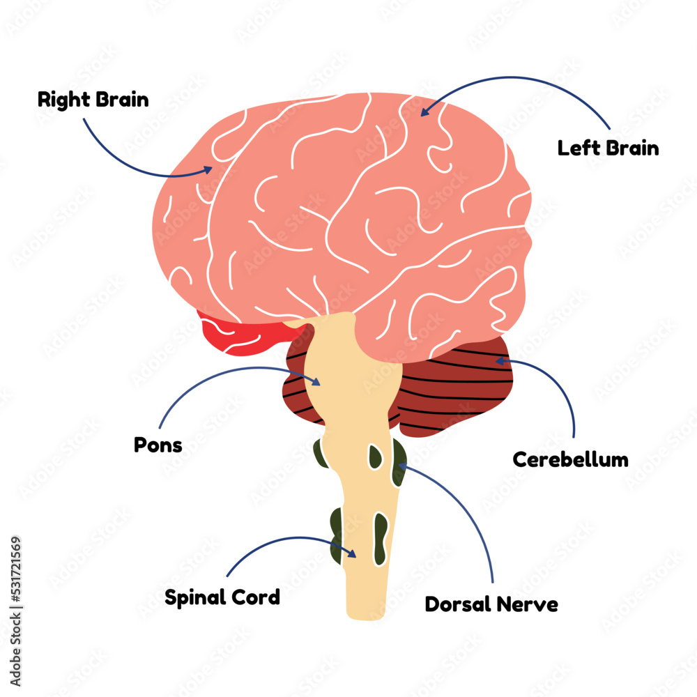 Human brain diagram, flat line vector style. Educational medical ...
