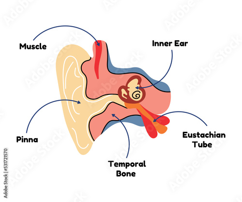 Anatomical diagram of the ear in flat line vector style. Human organ scheme, medical cartoon illustration, biology, physiology. Health, body, eardrum, hearing, feeling, auricle, structure, education.