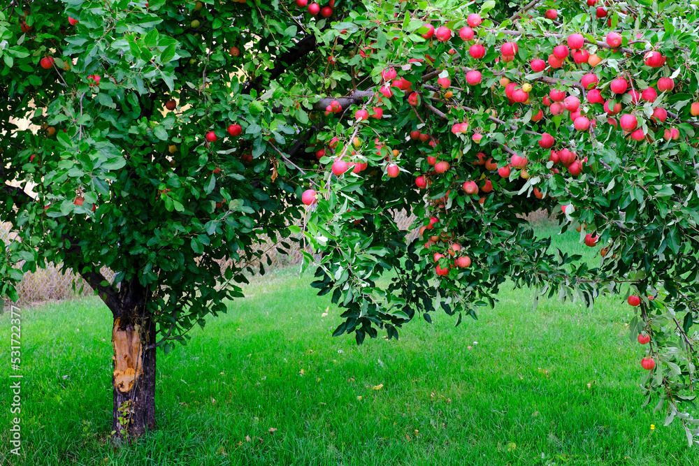 Apple Tree in Fall Autumn with Ripe Red Apples Ready to Harvest