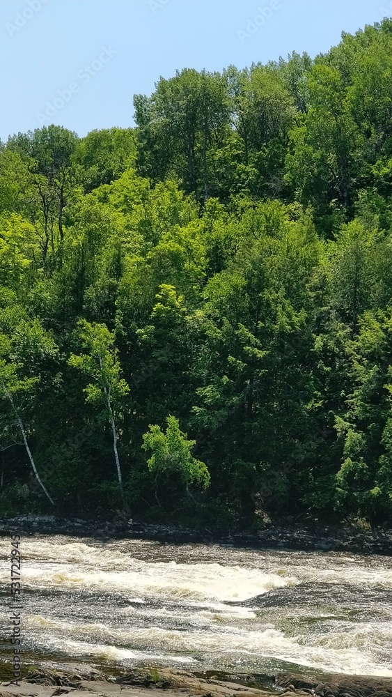 Fototapeta premium river in the forest