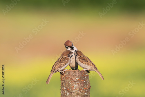bird sparrow feeds his two little chicks on a stump in a sunny garden
