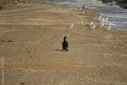 bird on the beach © сергей журавчук