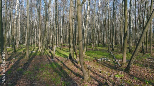 Large deciduous forest. Green forest nature background. Dissolve the first leaves on the branches. Wide shot. Pan. photo