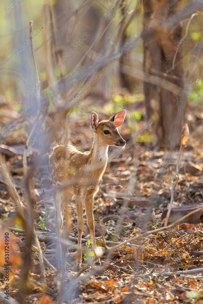 Young Spotted Deer grazing near its mother on the forest floor looking out for Tigers in Tadoba National Park, India Young Spotted Deer grazing near its mother on the forest floor looking out for Tigers in Tadoba National Park, India