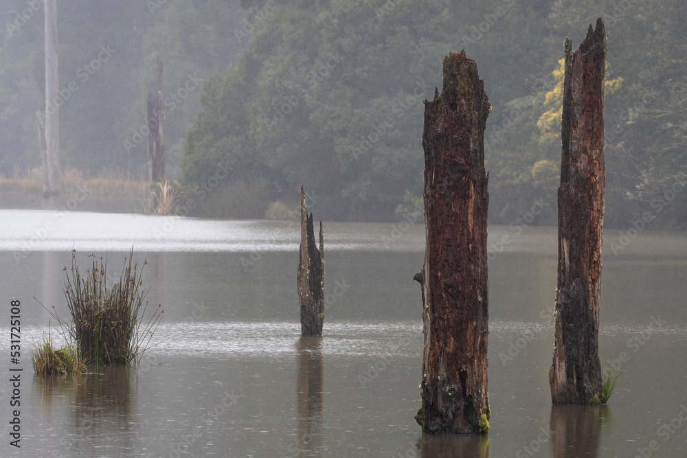Dead trees rise out of the water at Lake Elizabeth, Great Otway