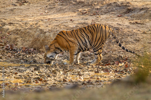 A Bengal Tiger keeping cool in the jungle waterholes of Bandhavgarh  India