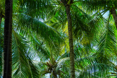 Green leaves of palm trees in the forest  for nature background  palm tree close up