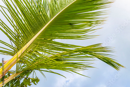 Fototapeta Naklejka Na Ścianę i Meble -  Tropical natural palm tree coconuts blue sky in Mexico.