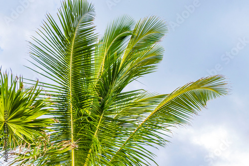 Tropical natural palm tree coconuts blue sky in Mexico. © arkadijschell