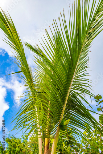 Tropical natural palm tree coconuts blue sky in Mexico.