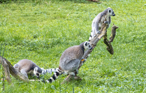 A family of Ring-Tailed lemurs (Lemur catta) on a meadow