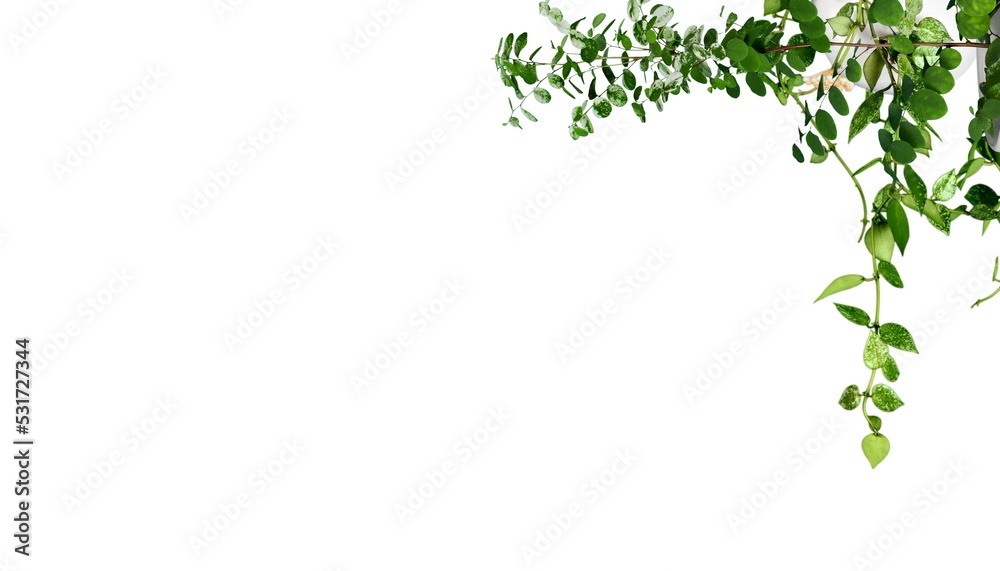 House green plant foliage on light background House green plant foliage on light background