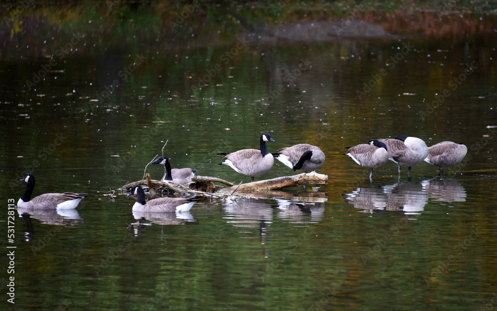 Obraz premium Steele Creek Park Wildlfe