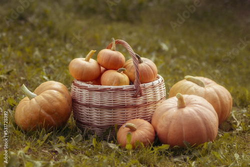 Thanksgiving pumpkins garden basket. Halloween and thanksgiving holiday and autumn harvest background