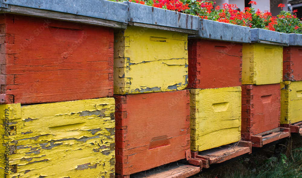Old yellow and red bee hives in a row, geranium flowers in the background, diagonal view Old yellow and red bee hives in a row, geranium flowers in the background, diagonal view
