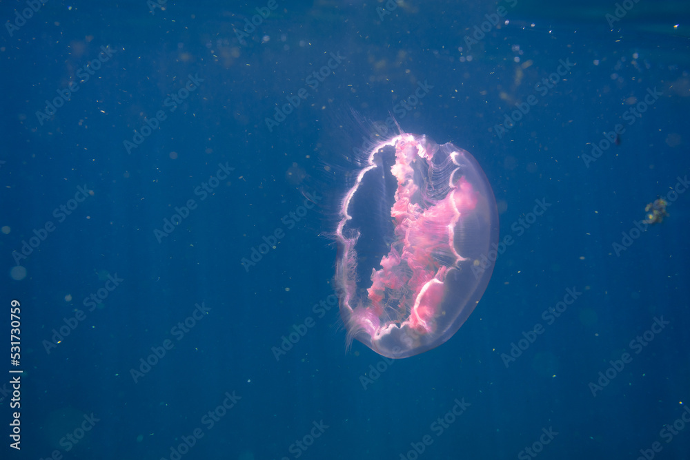 underwater view of moon jellyfish swimming in ocean Stock Photo | Adobe ...