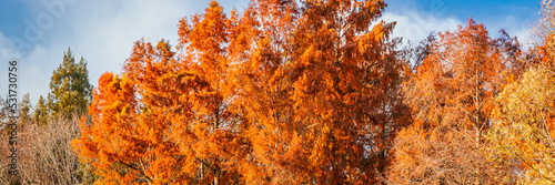 Autumnal background with multicolored trees on a sunny day 