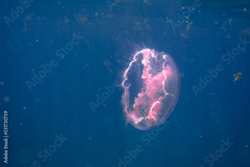underwater view of moon jellyfish swimming in ocean