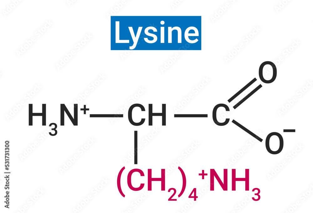 Lysine, or Llysine, is an essential amino acid Stock Vector Adobe Stock