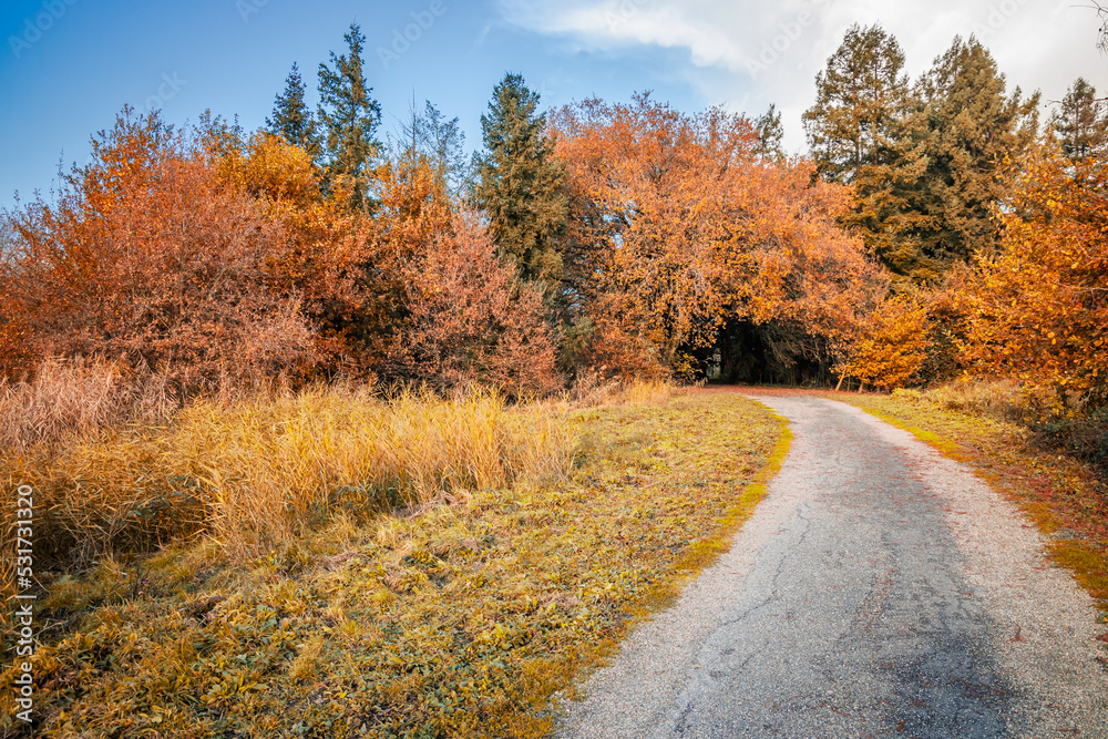 Single lane track leading to a colorful tunnel of leaves on a sunny Autumn day in France Single lane track leading to a colorful tunnel of leaves on a sunny Autumn day in France
