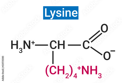 Lysine, or L-lysine, is an essential amino acid photo