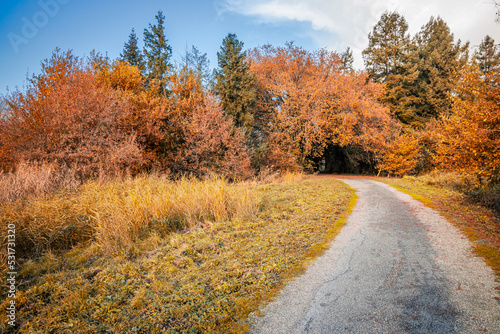 Single lane track leading to a colorful tunnel of leaves on a sunny Autumn day in France