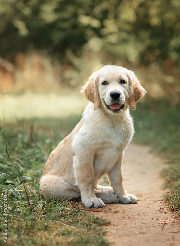 dog puppy golden retriever for a walk in autumn on a path in the park