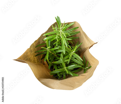 Rosemary Plant in Pot and Paper Bag Isolated photo