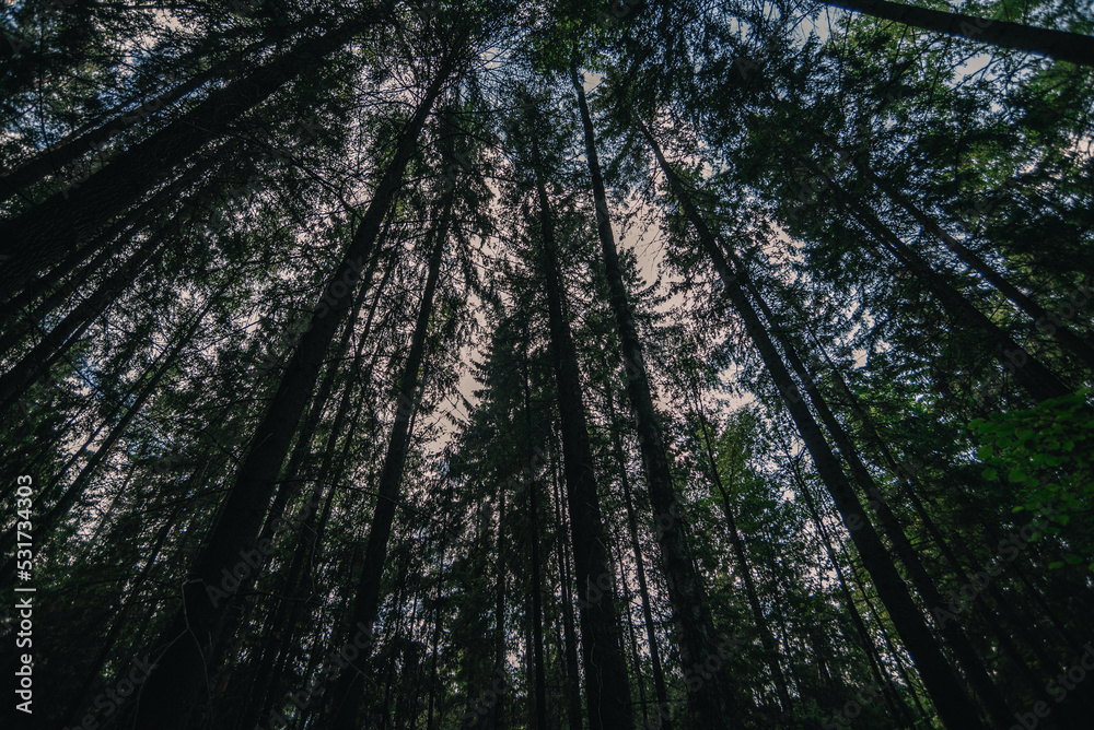 Fototapeta premium A dark pine forest in summer (august) in the evening