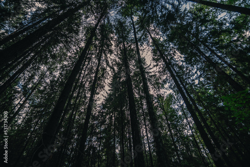 A dark pine forest in summer (august) in the evening © Иван Колесенко