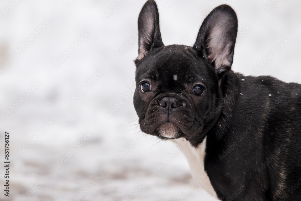 Funny dog french bulldog puppy close-up in the snow with falling snowflakes.