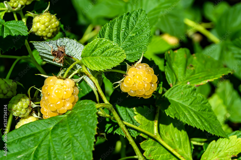 Photography on theme beautiful berry branch raspberry bush Photography on theme beautiful berry branch raspberry bush