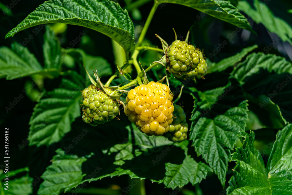 Photography on theme beautiful berry branch raspberry bush Photography on theme beautiful berry branch raspberry bush