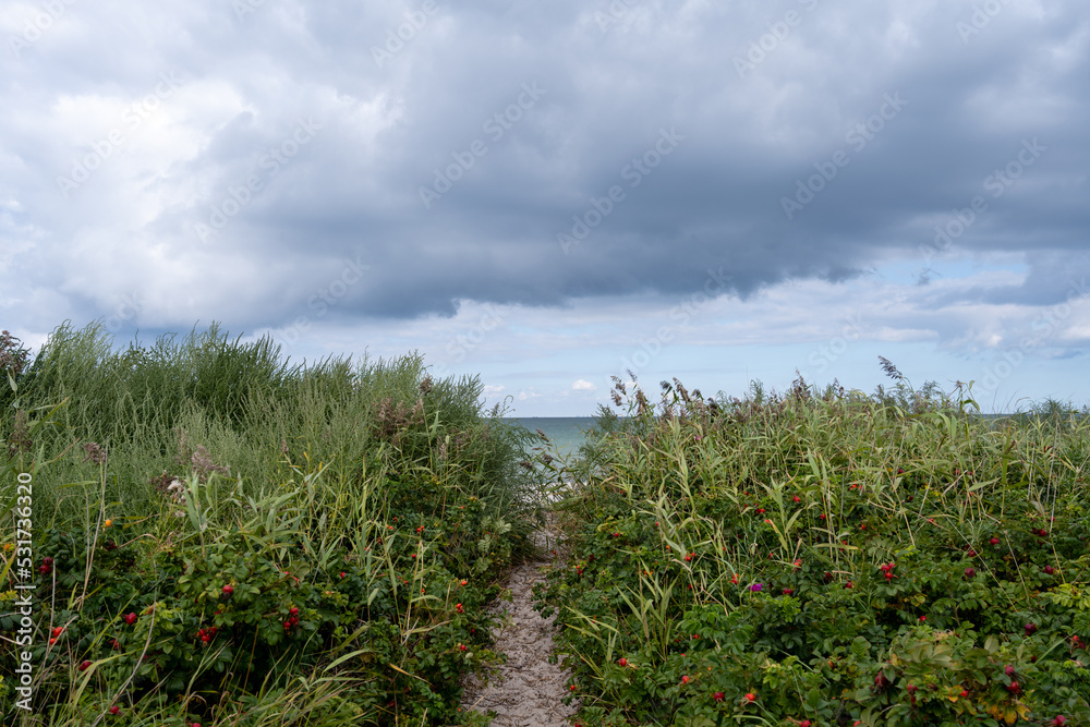 A trail through wild grass to a popular white sand beach in Skanor- Falsterbo on the southwestern tip of Scania County, Sweden