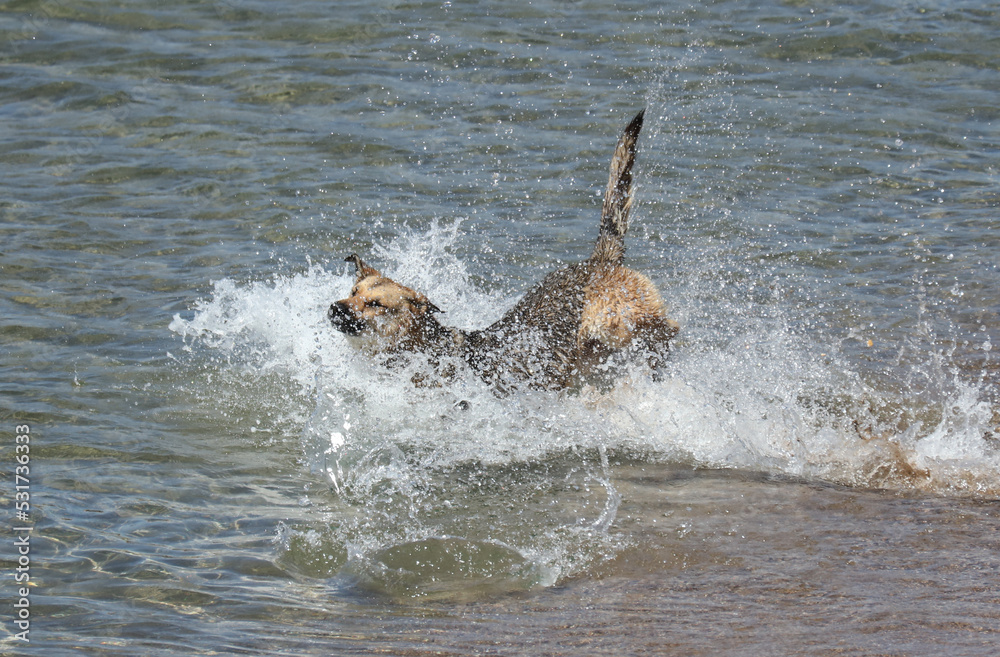 Fototapeta premium The dog swims in the sea.
