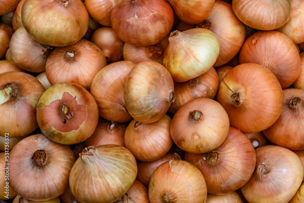 Photography on theme beautiful onion vegetable plant