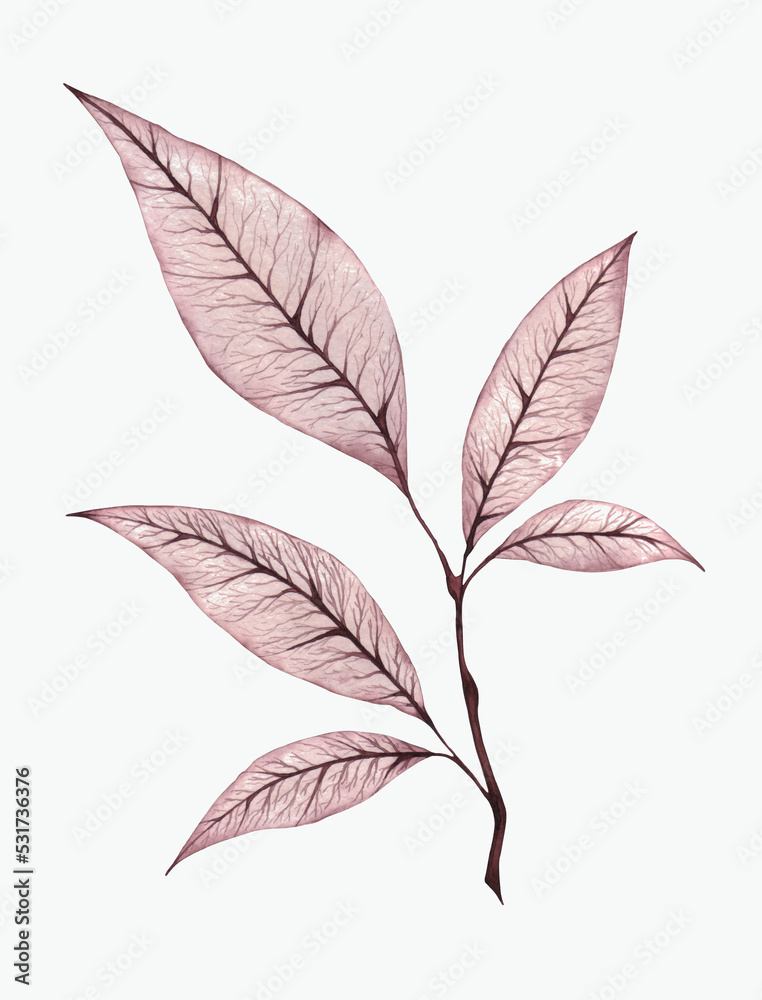 delicate light brown veined watercolor leaves