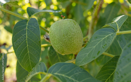 Green walnut fruits on the branches of a tree.