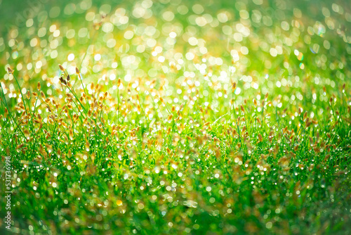 Blurred background of fresh green grass with dew drops in morning. Background of environment. Field landscape with water droplets.