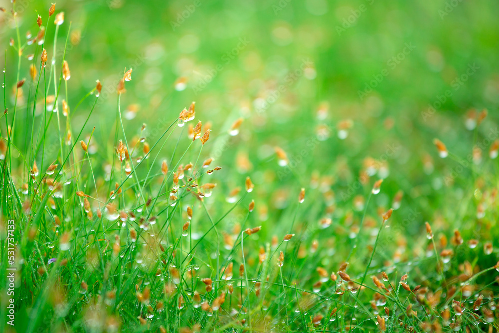 Blurred background of fresh green grass with dew drops in morning. Background of environment. Field landscape with water droplets.