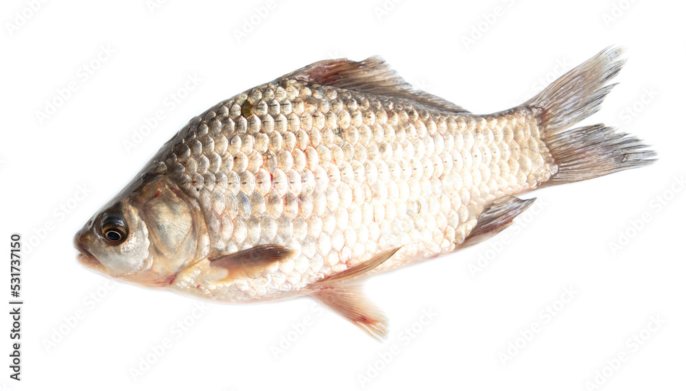 The fish is isolated on a white background. The fish is isolated on a white background.