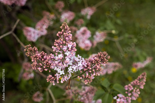 Lilac branch in the garden in spring, flowers. High quality photo
